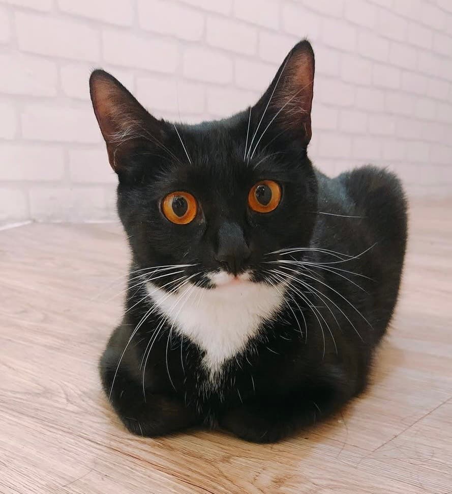 Miya